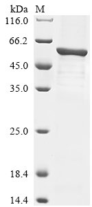 Recombinant Mouse Cis-aconitate decarboxylase (Acod1)