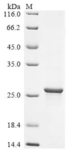 Recombinant Escherichia coli Acyl carrier protein phosphodiesterase (acpH)