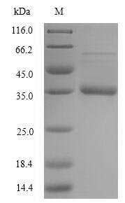 Recombinant Staphylococcus aureus Acyl carrier protein (acpP)