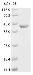 Recombinant Escherichia coli Multidrug efflux pump subunit AcrB (acrB), partial
