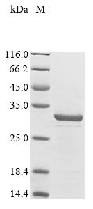 Recombinant Shigella sonnei AcrAB operon repressor (acrR)