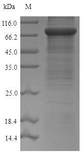Recombinant Mouse Acetyl-coenzyme A synthetase, cytoplasmic (Acss2), Mus musculus (Mouse), E.coli, N-terminal 6xHis-tagged, 82.9kDa, purity >90% as determined by SDS-PAGE.