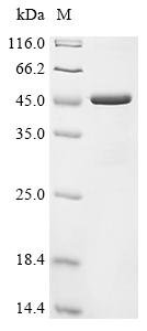 Recombinant Saccharomyces cerevisiae Actin (ACT1)
