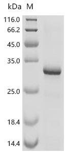 Recombinant Mouse A disintegrin and metalloproteinase with thrombospondin motifs 13 (Adamts13), partial