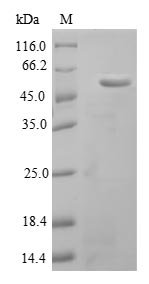 Recombinant Mouse Adipocyte enhancer-binding protein 1 (Aebp1), partial