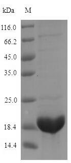 Recombinant Raphanus sativus Defensin-like protein 2 (AFP2)