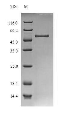 Recombinant Schizosaccharomyces pombe Glucan endo-1,3-alpha-glucosidase agn1 (agn1), SchizosaccharoMyces pombe (strain 972 / ATCC 24843) (Fission yeast), E.coli, N-terminal 10xHis-tagged and C-terminal Myc-tagged, 51.8kDa, purity >85% as determined by SDS-PAGE.