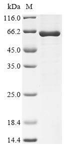 Recombinant Enterobacteria phage T4 DNA alpha-glucosyltransferase (agt), Enterobacteria phage T4 (Bacteriophage T4), E.coli, N-terminal 10xHis-SUMO-tagged and C-terminal Myc-tagged, 62.8kDa, purity >85% as determined by SDS-PAGE.