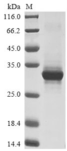 Recombinant Mouse Single-stranded DNA cytosine deaminase (Aicda)