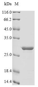 Recombinant Bovine Allograft inflammatory factor 1 (AIF1)