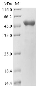Recombinant Mouse Allograft inflammatory factor 1 (Aif1), Mus musculus (Mouse), Mammalian cell, C-terminal hFc1-tagged, 45.7kDa, purity >90% as determined by SDS-PAGE.
