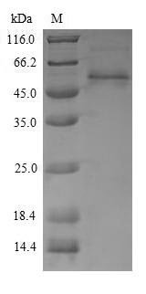 Recombinant Penaeus monodon Arginine kinase (AK)