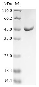 Recombinant Chicken Serum albumin (ALB), partial