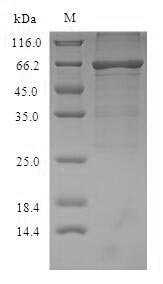 Recombinant Mouse Albumin (Alb)