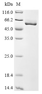 Recombinant Mouse Aldehyde dehydrogenase 1A1 (Aldh1a1)