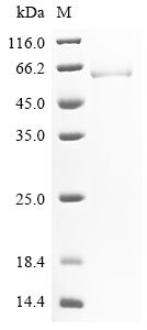 Recombinant Rat Aldehyde dehydrogenase, mitochondrial (Aldh2)