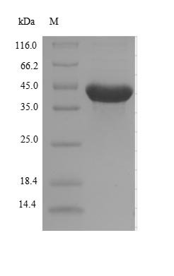 Recombinant Escherichia coli Alpha-ketoglutarate-dependent dioxygenase AlkB (alkB)