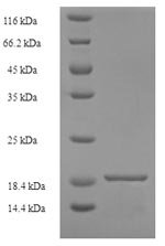 Recombinant Alternaria alternata Major allergen Alt a 1 (ALTA1)