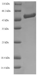 Recombinant Bradyrhizobium sp. Formamidase (amiF)