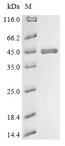 Recombinant Aspergillus niger Contig An12c0300, genomic contig (An12g08930)