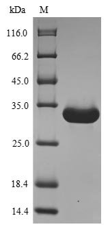 Recombinant Mouse Angiogenin-4 (Ang4)