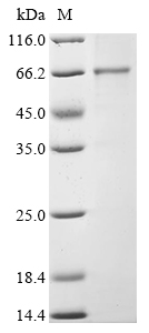 Recombinant Dog Angiopoietin-1 (ANGPT1)