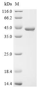 Recombinant Dickeya chrysanthemi L-asparaginase (ansB)