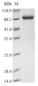 Recombinant Mouse Annexin A2 (Anxa2)