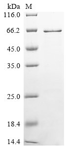 Recombinant Mouse Adenomatous polyposis coli protein (Apc), partial
