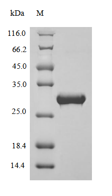 Recombinant Bovine Apolipoprotein A-I (APOA1), partial