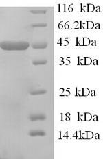 Recombinant Mouse Apolipoprotein A-IV (Apoa4)