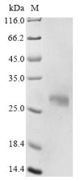 Recombinant Mouse Apolipoprotein D (Apod), Mus musculus (Mouse), E.coli, N-terminal 10xHis-tagged and C-terminal Myc-tagged, 26.9kDa, purity >85% as determined by SDS-PAGE.