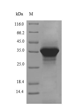 Recombinant Rabbit Apolipoprotein E (APOE), partial, Oryctolagus cuniculus (Rabbit), E.coli, N-terminal 10xHis-tagged and C-terminal Myc-tagged, 38.6kDa, purity >90% as determined by SDS-PAGE.