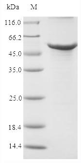 Recombinant Rabbit Apolipoprotein E (APOE), partial