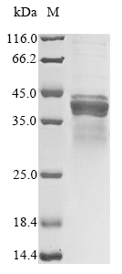 Recombinant Mouse Apolipoprotein E (Apoe), Mus musculus (Mouse), Mammalian cell, N-terminal 10xHis-tagged and C-terminal Myc-tagged, 39kDa, purity >85% as determined by SDS-PAGE.