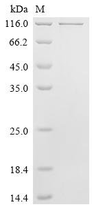 Recombinant Mouse Amyloid-beta precursor protein (App), Mus musculus (Mouse), E.coli, C-terminal 6xHis-tagged, 91.8kDa, purity >95% as determined by SDS-PAGE.