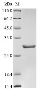 Recombinant Escherichia coli O139:H28 Adenine phosphoribosyltransferase (apt)