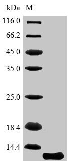 Recombinant MouseAquaporin-4 (Aqp4), partial, Mus musculus (Mouse), Yeast, N-terminal 6xHis-tagged, 9.9kDa, purity >85% as determined by SDS-PAGE.