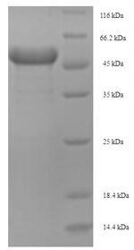 Recombinant Mouse Arginase-2, mitochondrial (Arg2), Mus musculus (Mouse), E.coli, N-terminal 6xHis-SUMO-tagged, 52.4kDa, purity >90% as determined by SDS-PAGE.