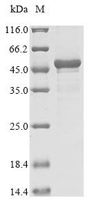 Recombinant Escherichia coli O157:H7 3-phosphoshikimate 1-carboxyvinyltransferase (aroA)