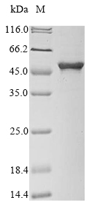 Recombinant Salmonella typhimurium 3-phosphoshikimate 1-carboxyvinyltransferase (aroA), Salmonella typhimurium (strain LT2 / SGSC1412 / ATCC 700720), E.coli, N-terminal 10xHis-tagged and C-terminal Myc-tagged, 53.6kDa, purity >85% as determined by SDS-PAGE.