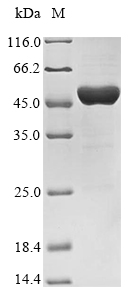 Recombinant Escherichia coli 3-phosphoshikimate 1-carboxyvinyltransferase (aroA)