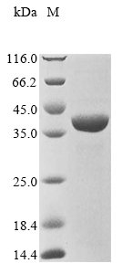 Recombinant Staphylococcus epidermidis Shikimate dehydrogenase (NADP(+)) (aroE), Staphylococcus epidermidis (strain ATCC 35984 / RP62A), E.coli, N-terminal 10xHis-tagged and C-terminal Myc-tagged, 37.4kDa, purity >90% as determined by SDS-PAGE.