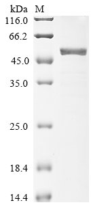 Recombinant Bovine Beta-arrestin-2 (ARRB2), partial, Bos taurus (Bovine), E.coli, N-terminal 6xHis-GST-tagged, 51.5kDa, purity >90% as determined by SDS-PAGE.