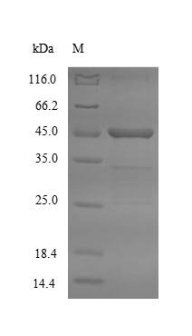 Recombinant Mouse Asialoglycoprotein receptor 2 (Asgr2), partial