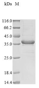 Recombinant Mouse Putative L-aspartate dehydrogenase (Aspdh)