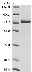 Recombinant Mouse Asporin (Aspn)
