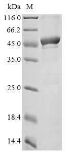 Recombinant Mouse Argininosuccinate synthase (Ass1)