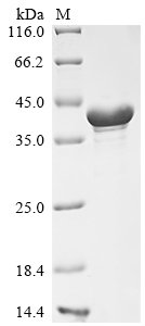 Recombinant Mouse Cyclic AMP-dependent transcription factor ATF-5 (Atf5), Mus musculus (Mouse), E.coli, N-terminal 10xHis-tagged and C-terminal Myc-tagged, 37.8kDa, purity >85% as determined by SDS-PAGE.