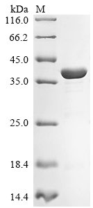 Recombinant Mouse Cyclic AMP-dependent transcription factor ATF-5 (Atf5)
